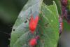 Leptocoris abdominalis